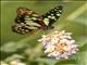 Red-veined Swallowtail (Graphium cyrnus)