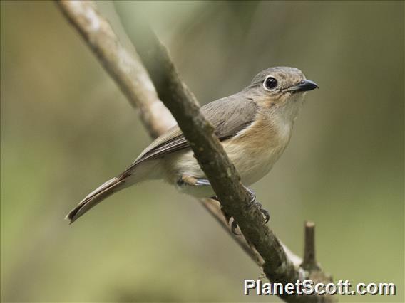 Red-tailed Vanga (Calicalicus madagascariensis)