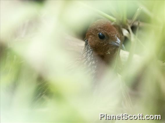 Madagascar Flufftail (Sarothrura insularis)