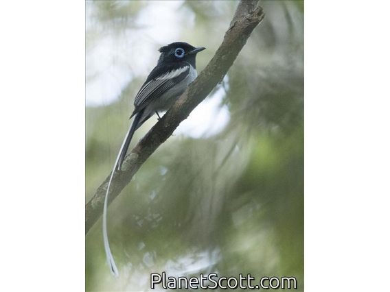 Malagasy Paradise-Flycatcher (Terpsiphone mutata)