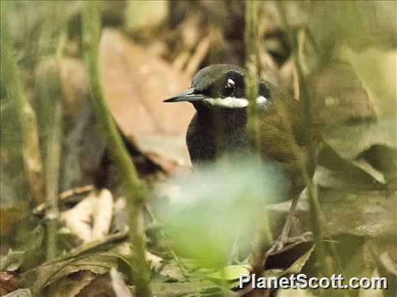 Crossley's Vanga (Mystacornis crossleyi)