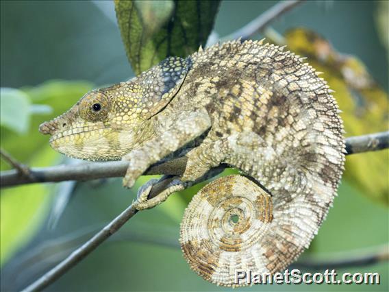 Short-horned Chameleon (Calumma brevicorne)