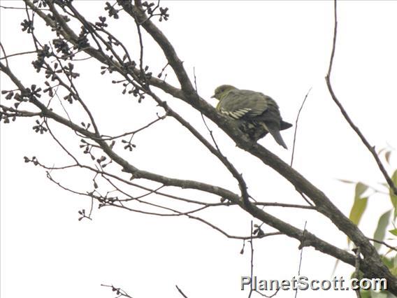 Madagascar Green-Pigeon (Treron australis)