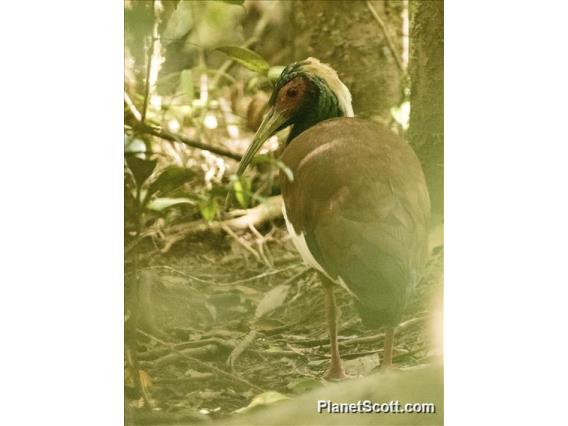 Madagascar Ibis (Lophotibis cristata)