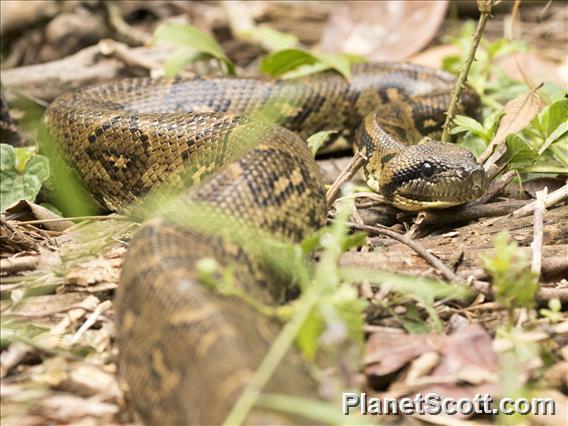 Madagascar Ground Boa (Sanzinia madagascariensis)