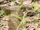 Madagascar Ground Boa (Sanzinia madagascariensis)