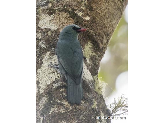 Nuthatch Vanga (Hypositta corallirostris)