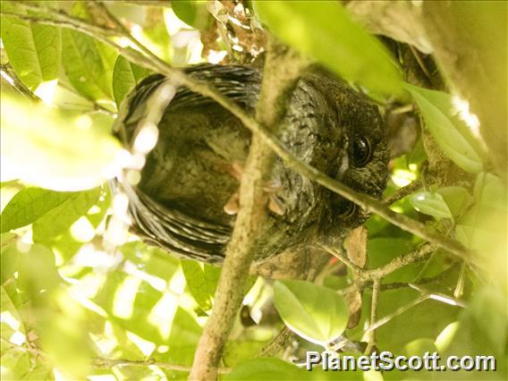 Madagascar Scops-Owl (Otus rutilus)