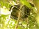 Madagascar Scops-Owl (Otus rutilus)