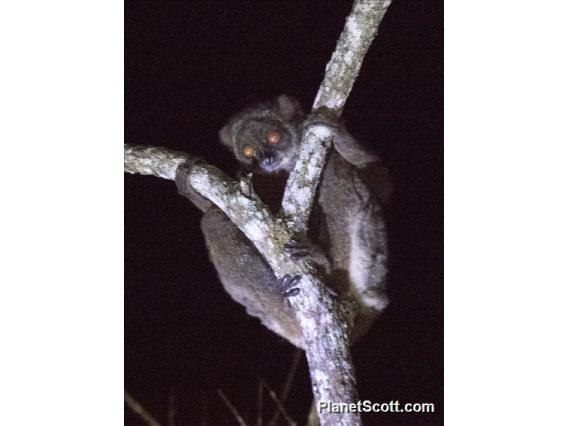 Gmelin's Woolly Lemur (Avahi laniger)