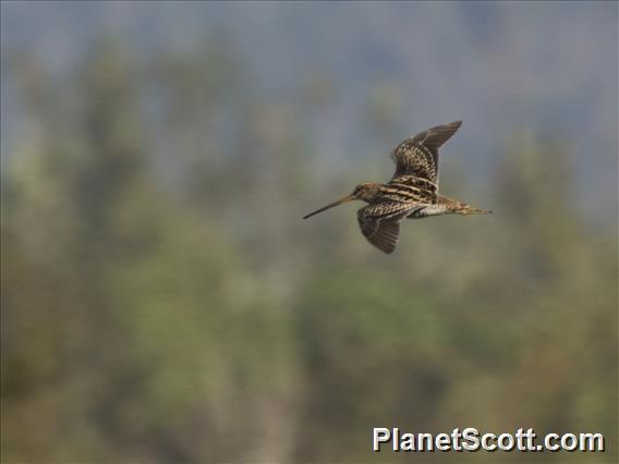 Madagascar Snipe (Gallinago macrodactyla)