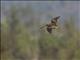 Madagascar Snipe (Gallinago macrodactyla)