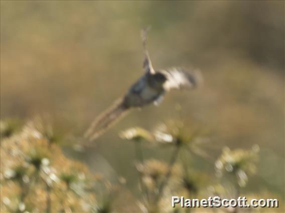 Gray Emutail (Bradypterus seebohmi)