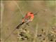 Red Fody (Foudia madagascariensis)