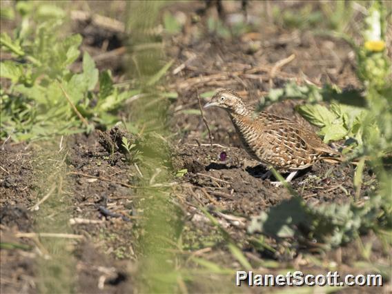 Madagascar Buttonquail (Turnix nigricollis)