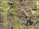 Madagascar Buttonquail (Turnix nigricollis)