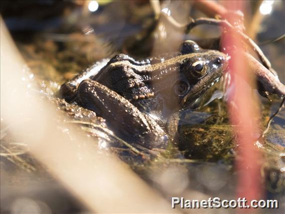 Mascarene Ridged Frog (Ptychadena mascareniensis)