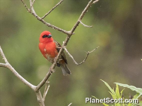 Forest Fody (Foudia omissa)