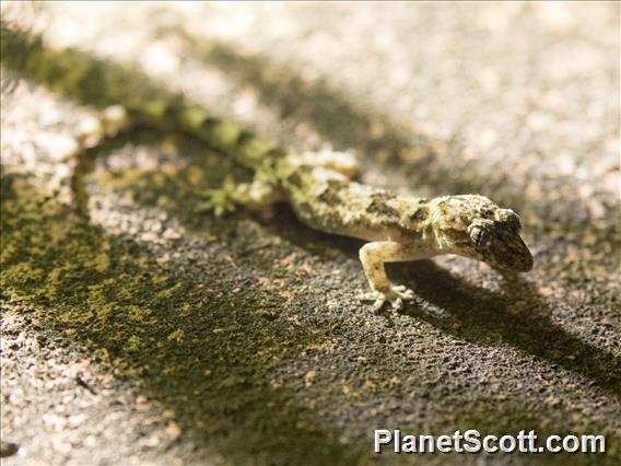 House Gecko (Hemidactylus mercatorius)