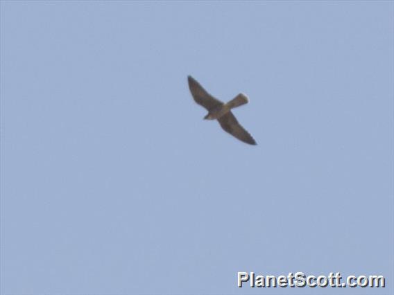 Eleonora's Falcon (Falco eleonorae)