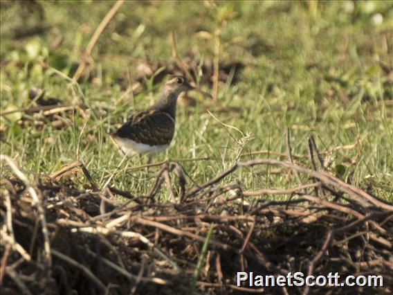 Greater Painted-snipe (Rostratula benghalensis)