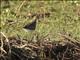 Greater Painted-snipe (Rostratula benghalensis)