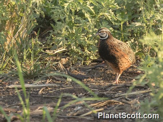 Harlequin Quail (Coturnix delegorguei)