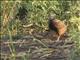 Harlequin Quail (Coturnix delegorguei)