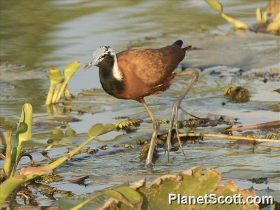 Madagascar Jacana (Actophilornis albinucha)