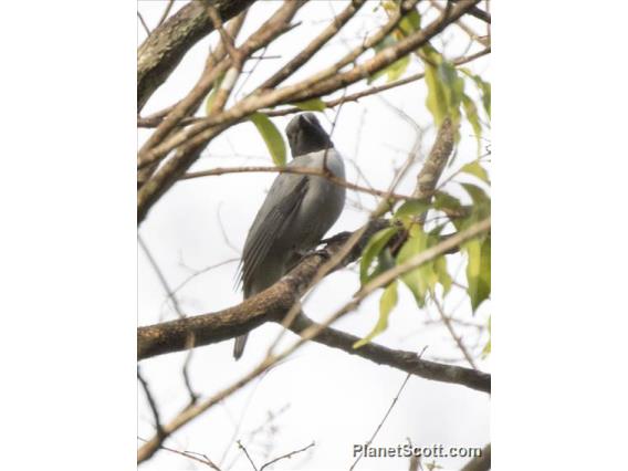 Madagascar Cuckooshrike (Ceblepyris cinereus)