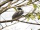 Ashy Cuckooshrike (Coracina cinerea)