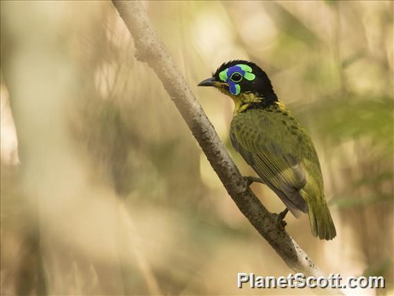 Schlegel's Asity (Philepitta schlegeli)