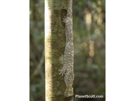 Henkel's Leaf-tailed Gecko (Uroplatus henkeli)