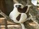 Coquerels Sifaka (Propithecus coquereli)