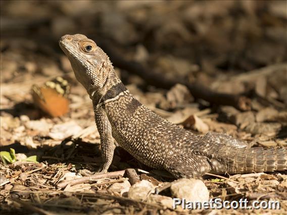 Cuvier's Madagascar Swift Lizard (Oplurus cuvieri)