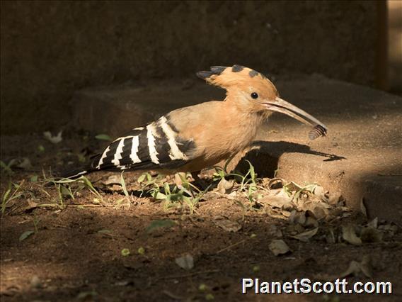 Madagascar Hoopoe (Upupa marginata)