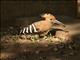 Madagascar Hoopoe (Upupa marginata)