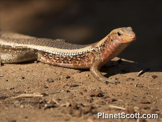 Western Girdled Lizard (Zonosaurus laticaudatus)