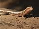 Western Girdled Lizard (Zonosaurus laticaudatus)