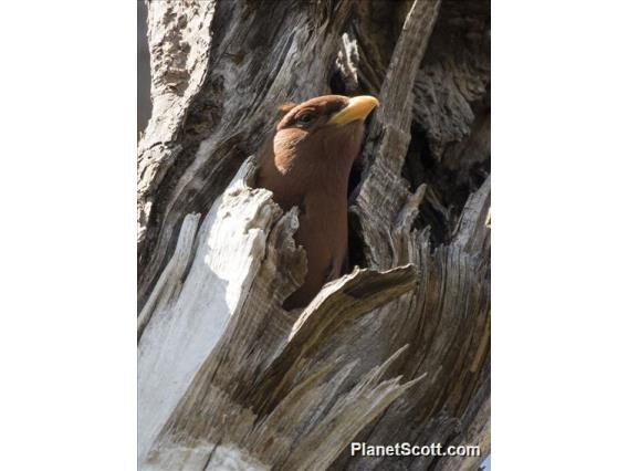 Broad-billed Roller (Eurystomus glaucurus)