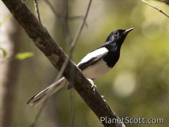 Madagascar Magpie-Robin (Copsychus albospecularis)