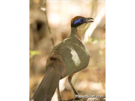 Red-capped Coua (Coua ruficeps)