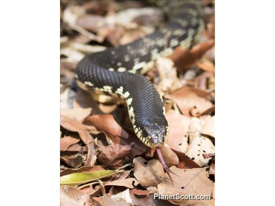 Giant Madagascan Hognose (Leioheterodon madagascariensis)