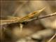 Madagascar Leaf-nosed Snake (Langaha madagascariensis)