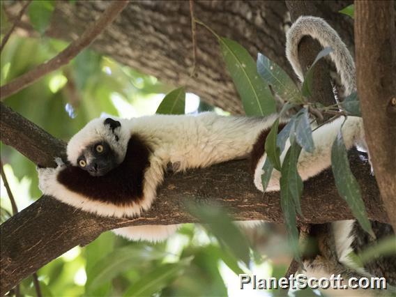 Coquerel's Sifaka (Propithecus coquereli)