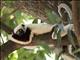 Coquerels Sifaka (Propithecus coquereli)