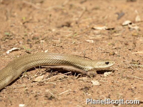 Blonde Hognose Snake (Leioheterodon modestus)