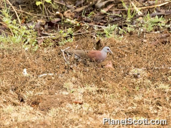 Malagasy Turtle-Dove (Nesoenas picturatus)