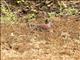 Madagascar Turtle-Dove (Streptopelia picturata)