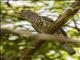 Cuckoo Roller (Leptosomus discolor) - Female